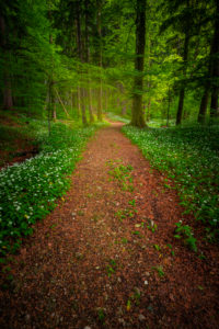 Europe, Germany, Bavaria, Aschau am Inn, Wild Garlic Field in Forest, Europe, Germany, Bavaria, Aschau am Inn, Wild Garlic Field in Forest,